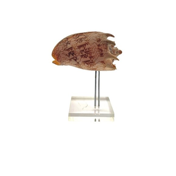 Seashell on Acrylic Stand Vintage Coastal Decor